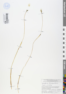 LE 01079081