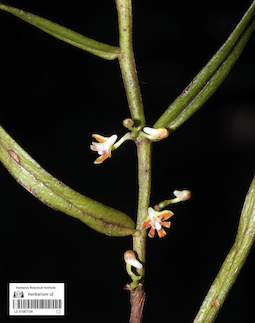 LE 01087104