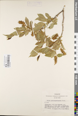 LE 01079334