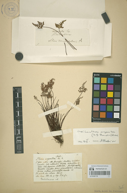 LE 01081178