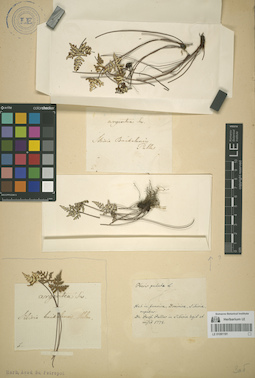 LE 01081181