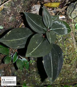 LE 01087280