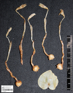 LE 01087291