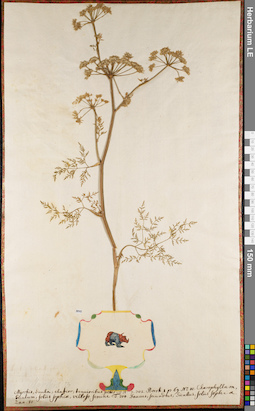 LE 01062697