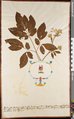 LE 01062699