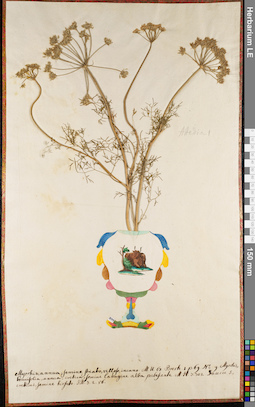 LE 01062703