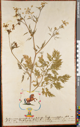 LE 01062704