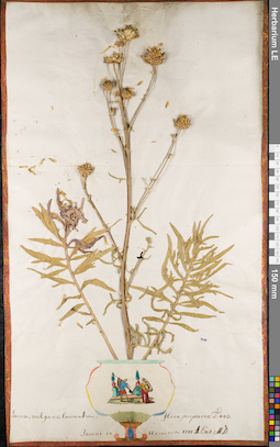 LE 01062929