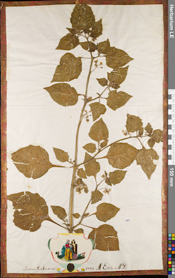 LE 01062934