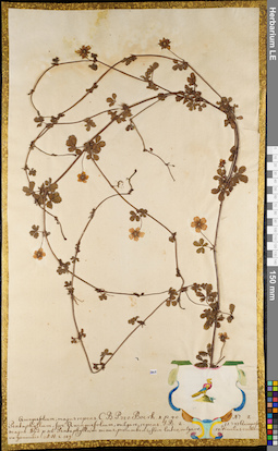 LE 01062944