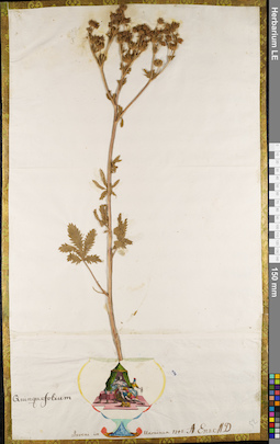 LE 01062949