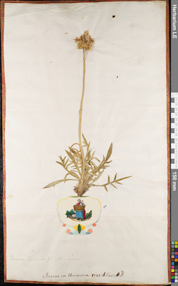 LE 01062964