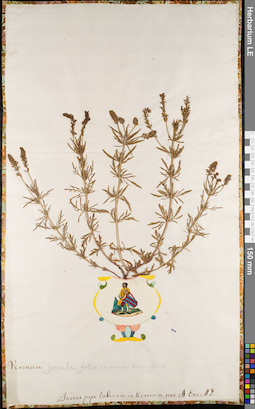 LE 01062981