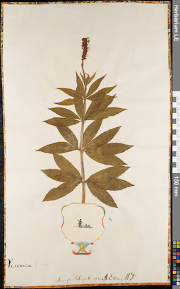 LE 01062990