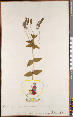 LE 01063004
