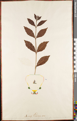 LE 01063053