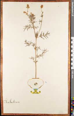 LE 01084017
