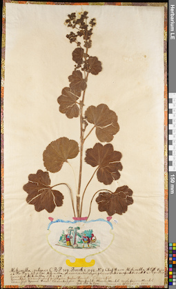 LE 01084061