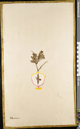 LE 01084105