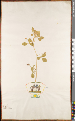 LE 01084106