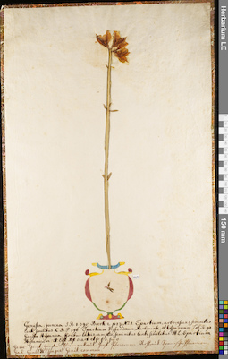 LE 01084188