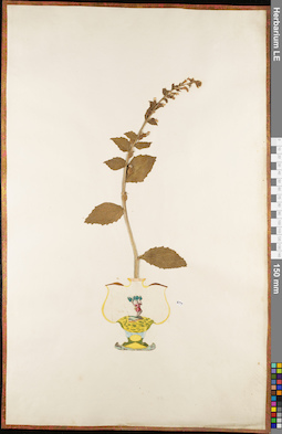 LE 01084676