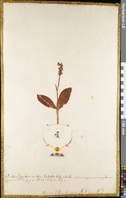 LE 01084782