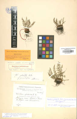 LE 01006077