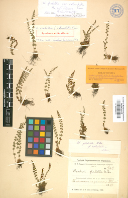 LE 01006079