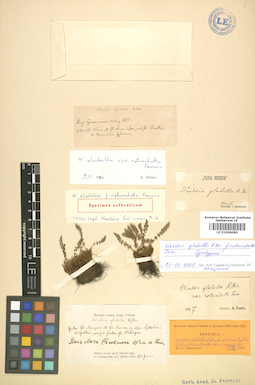 LE 01006085