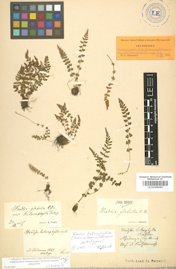 LE 01006090