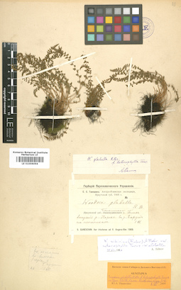 LE 01006094