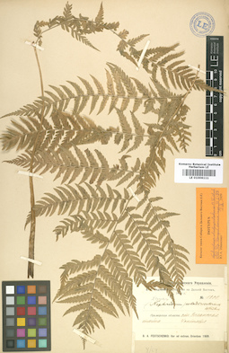 LE 01006111