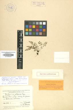 LE 01006145
