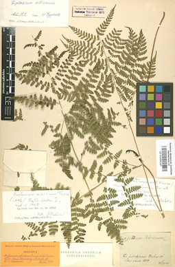 LE 01006147