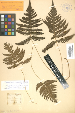 LE 01006156