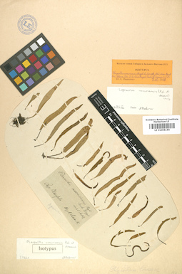 LE 01006164