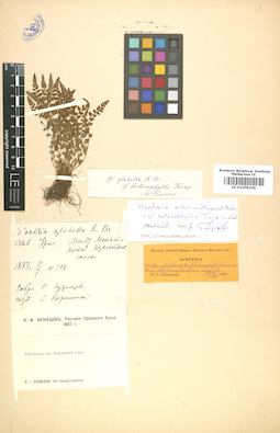 LE 01006206