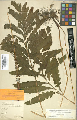 LE 01006238