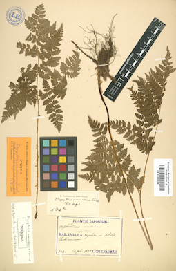 LE 01006241