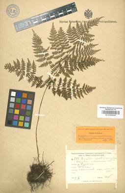 LE 01006242