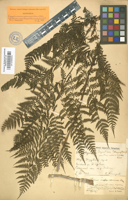LE 01006251