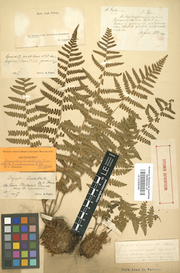 LE 01006260