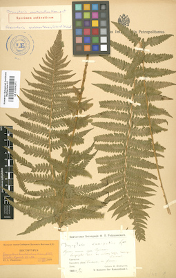 LE 01006271