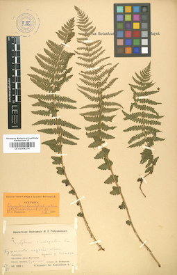 LE 01006274