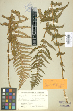 LE 01006281