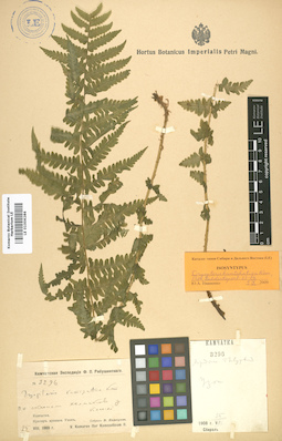 LE 01006286