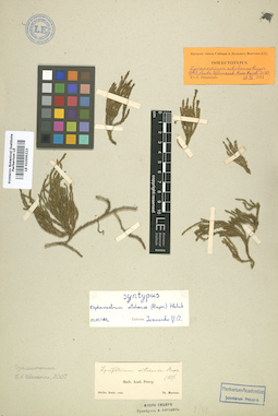 LE 01006323