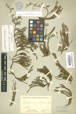 LE 01006324