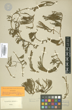 LE 01006326